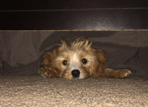 Nugget Under Bed